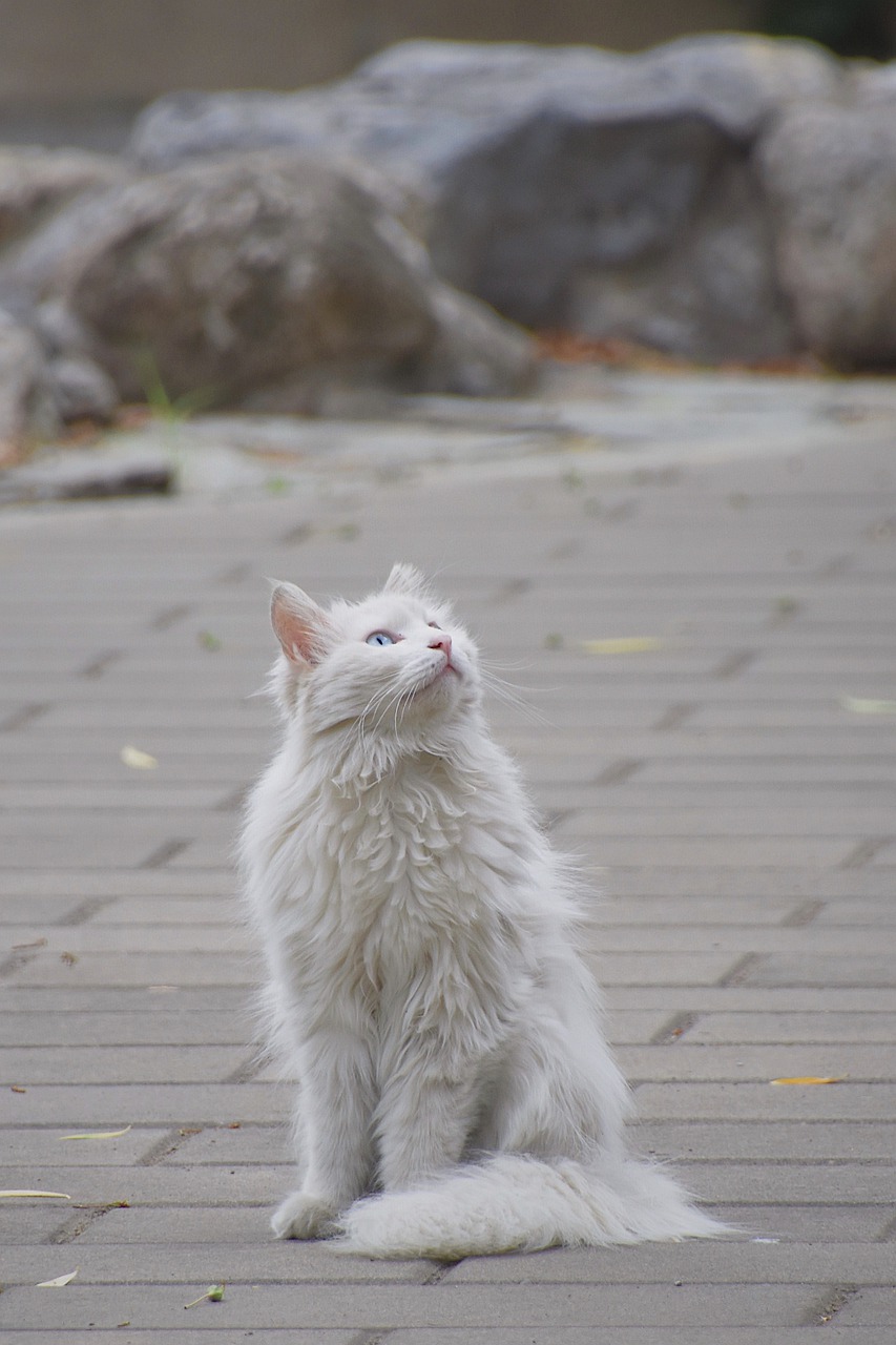 cat  white  animal free photo