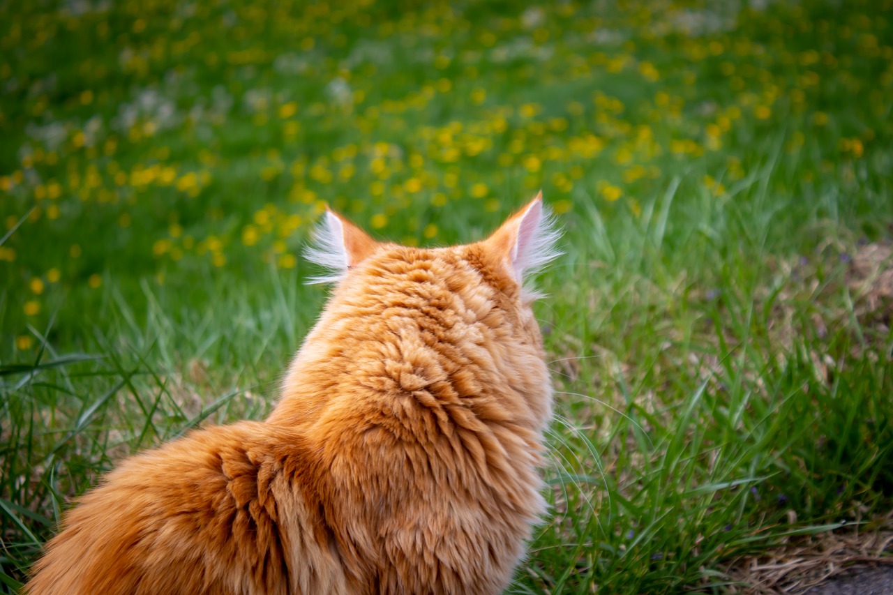 cat  red  german longhaired pointer free photo