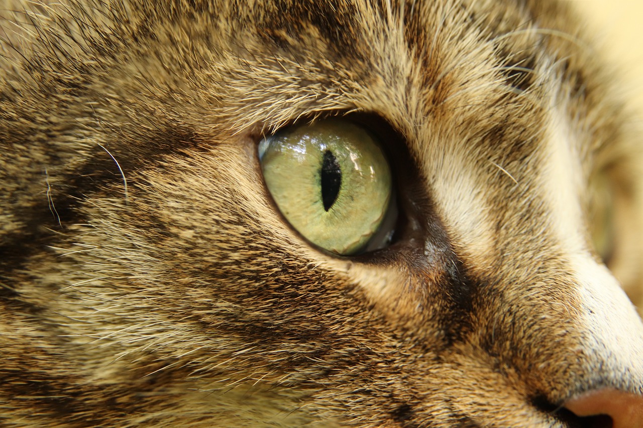 cat  domestic cat  cat's eye free photo