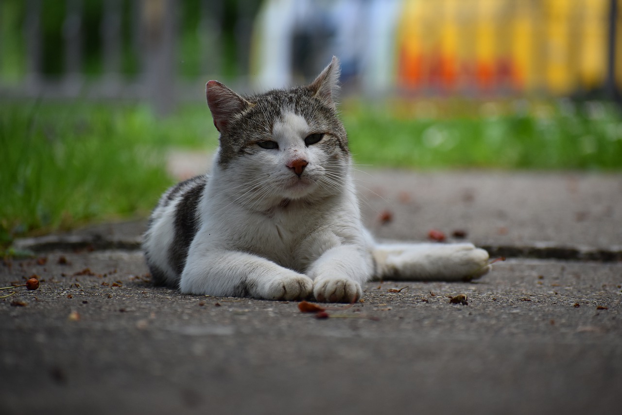 cat  cat portrait  animal free photo