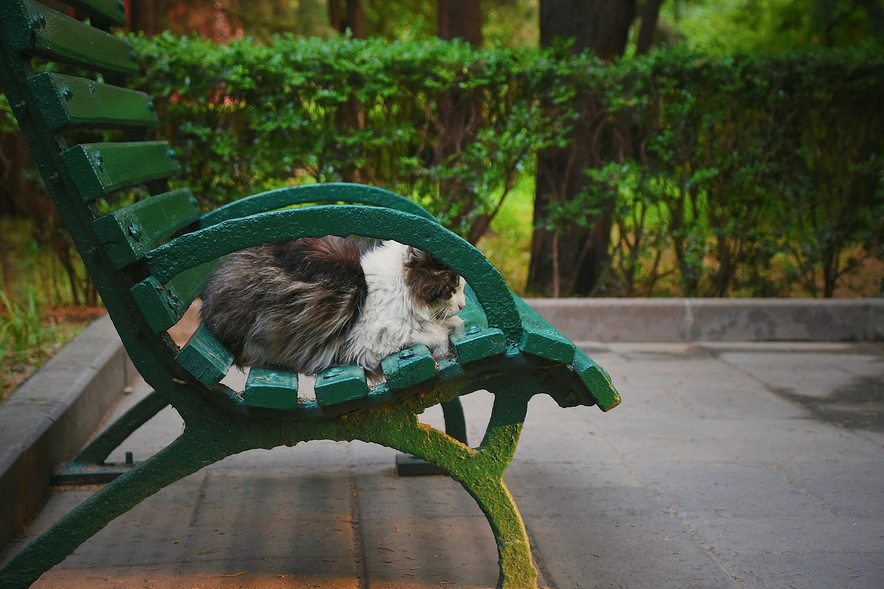 cat  chair  cute free photo