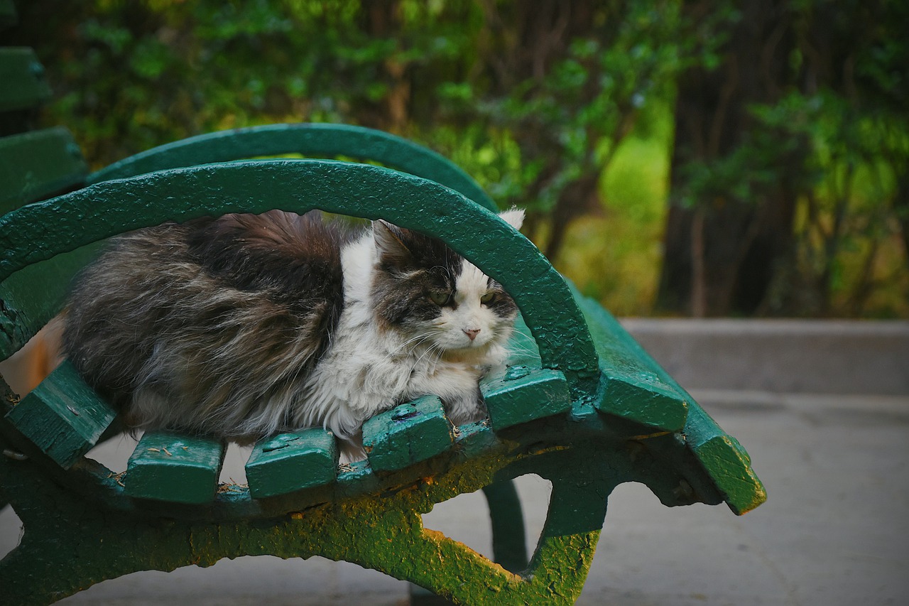 cat  chair  cute free photo