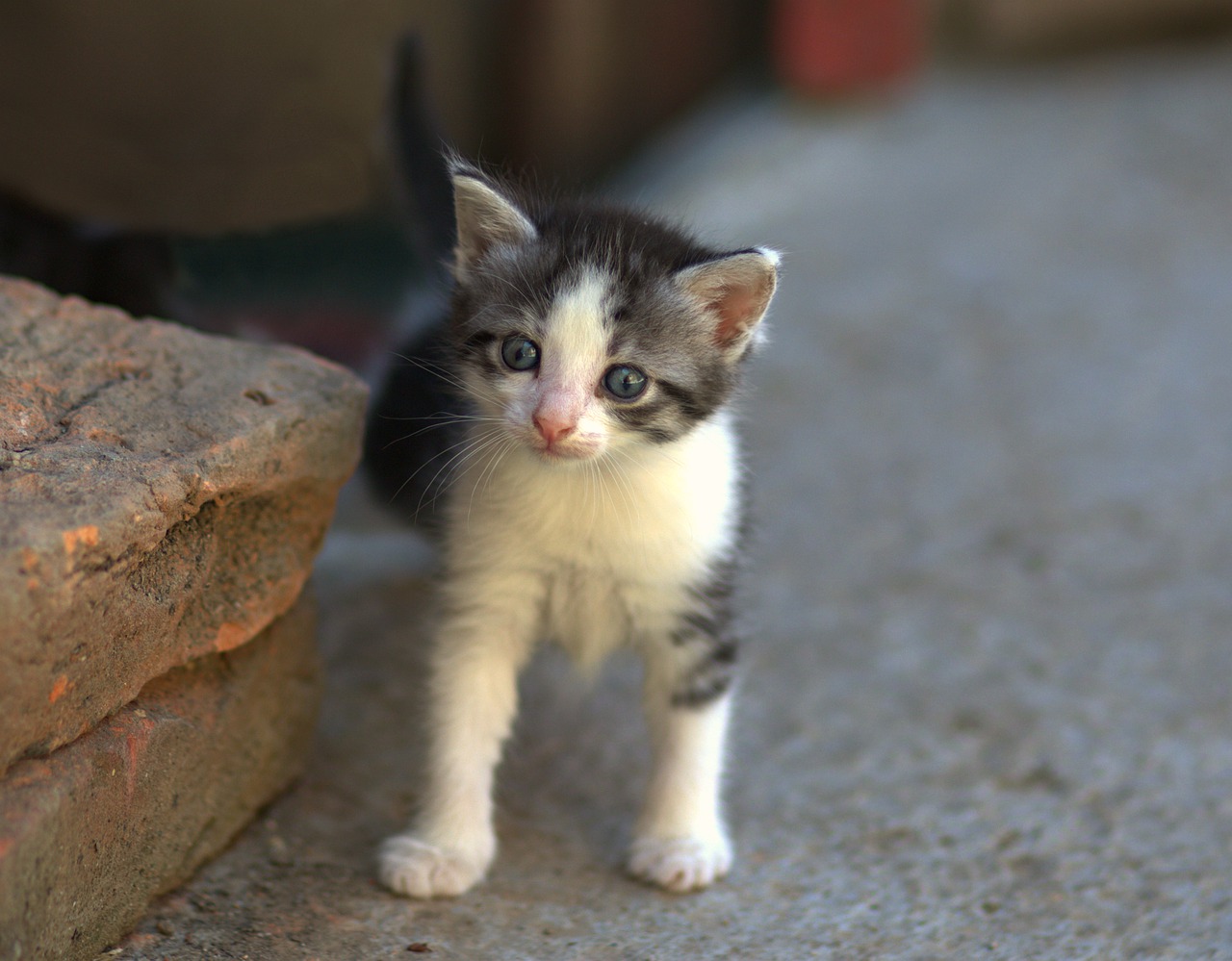 cat  small  cute free photo