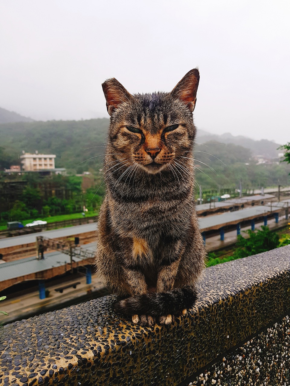 cat  taiwan  animal free photo