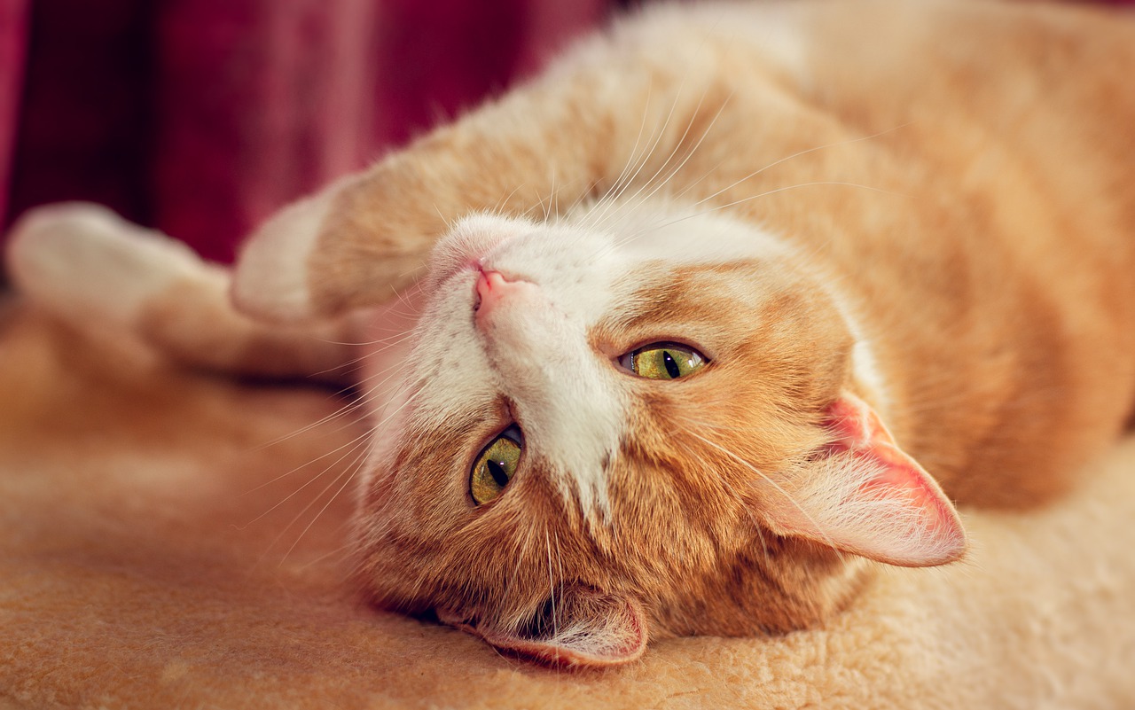 cat  red  domestic cat free photo