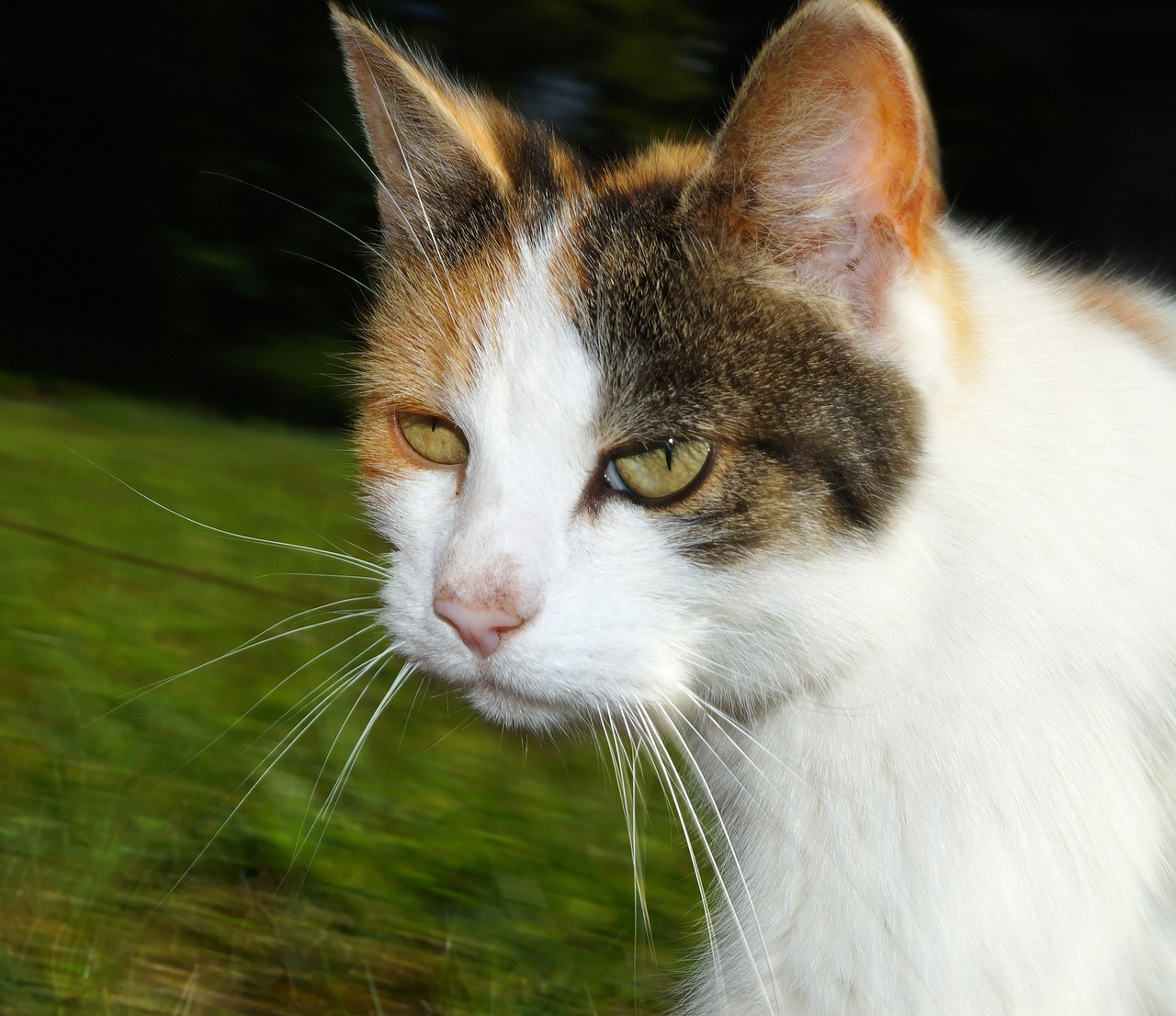 cat head portrait free photo