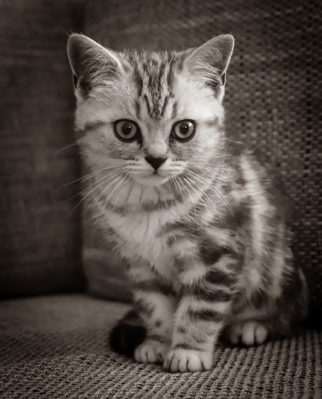 cat  kitten  cat baby free photo