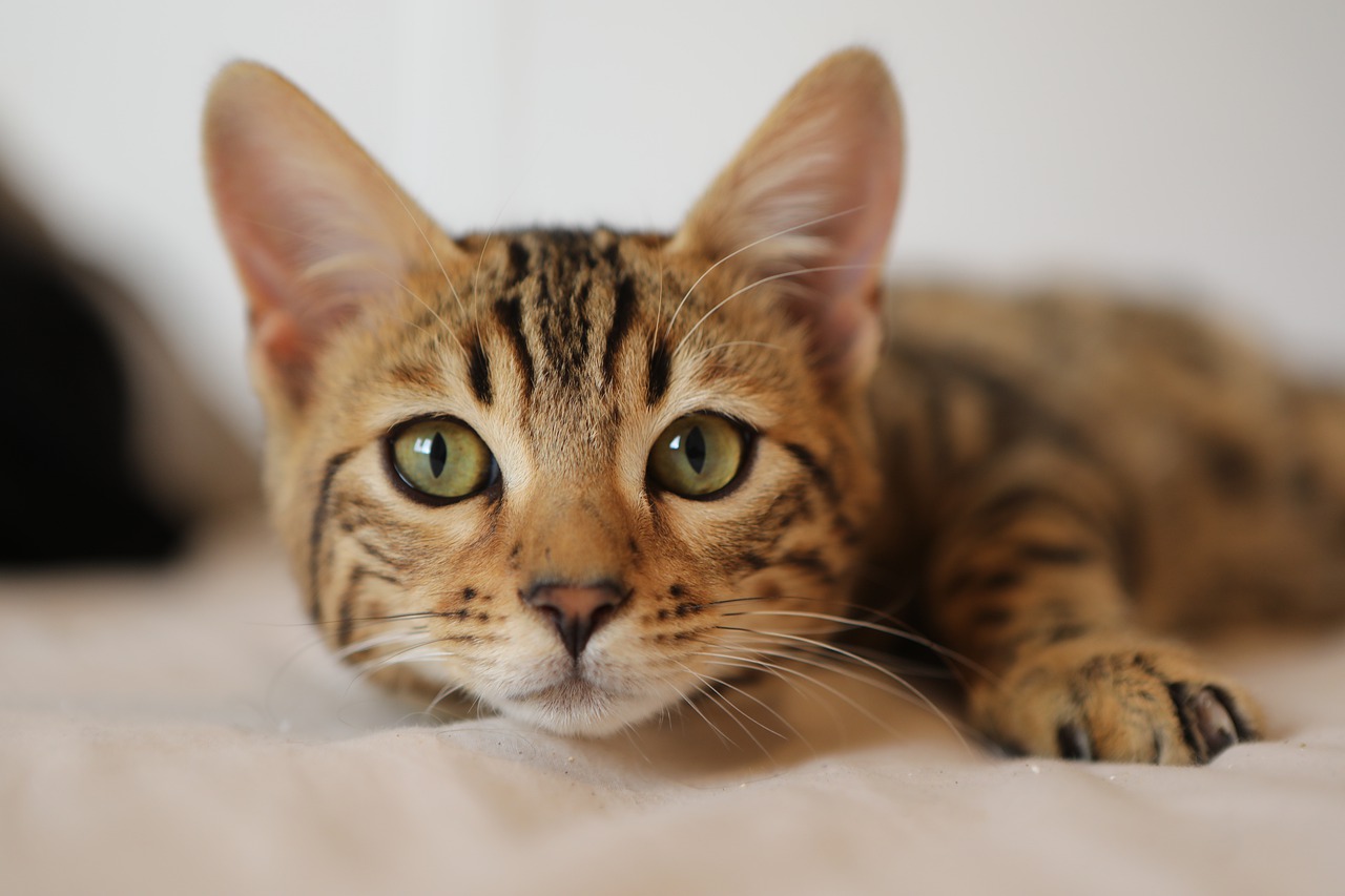 Download free photo of Cat, funny cat, cute cat, cute, cat compilation -  from needpix.com