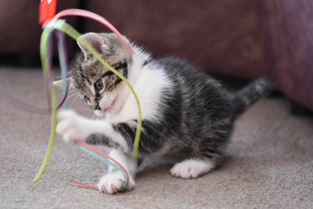 cat  kitten  domestic cat free photo