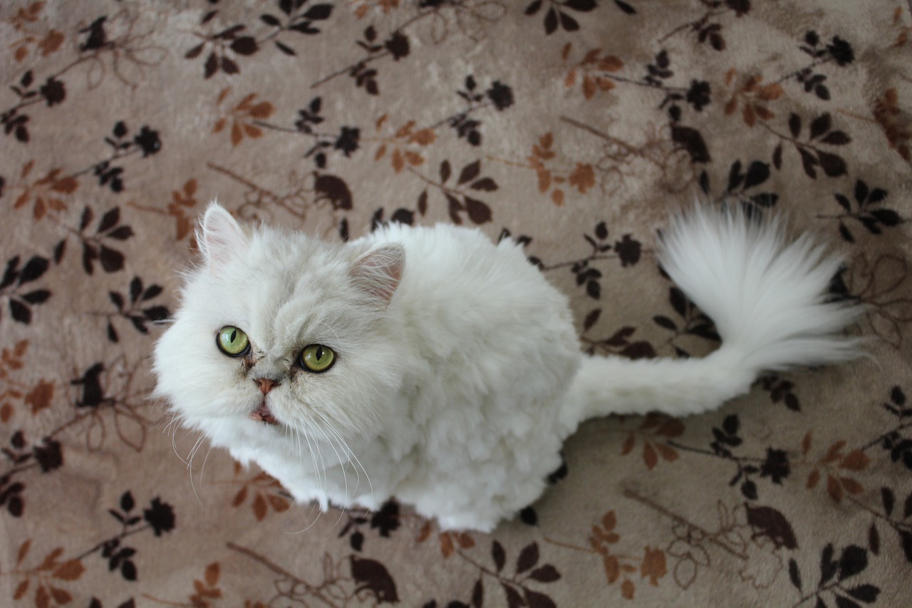 cat  persian cat  white cat free photo