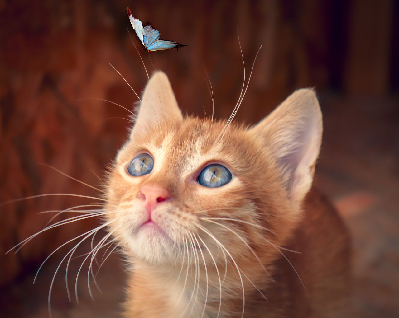 cat  butterfly  kitten free photo