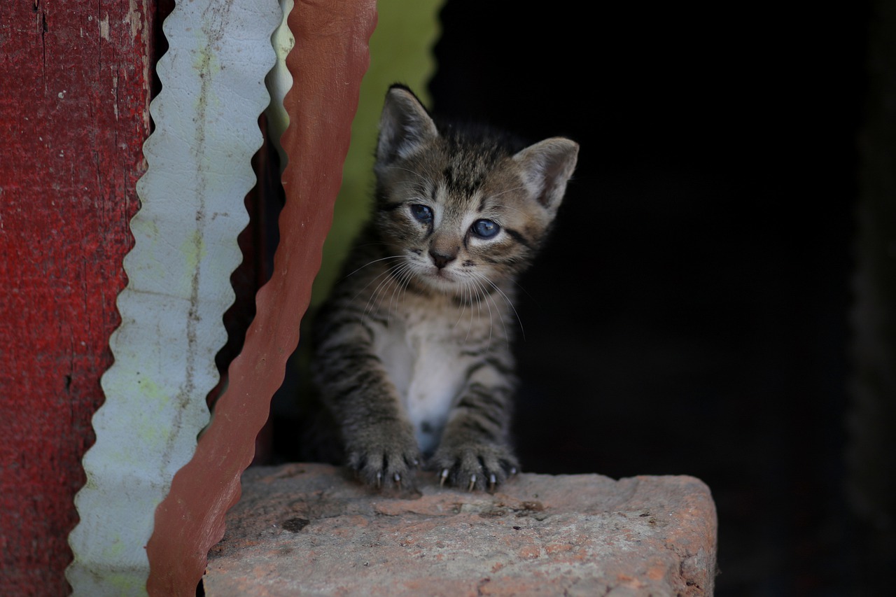 cat  small  playful free photo