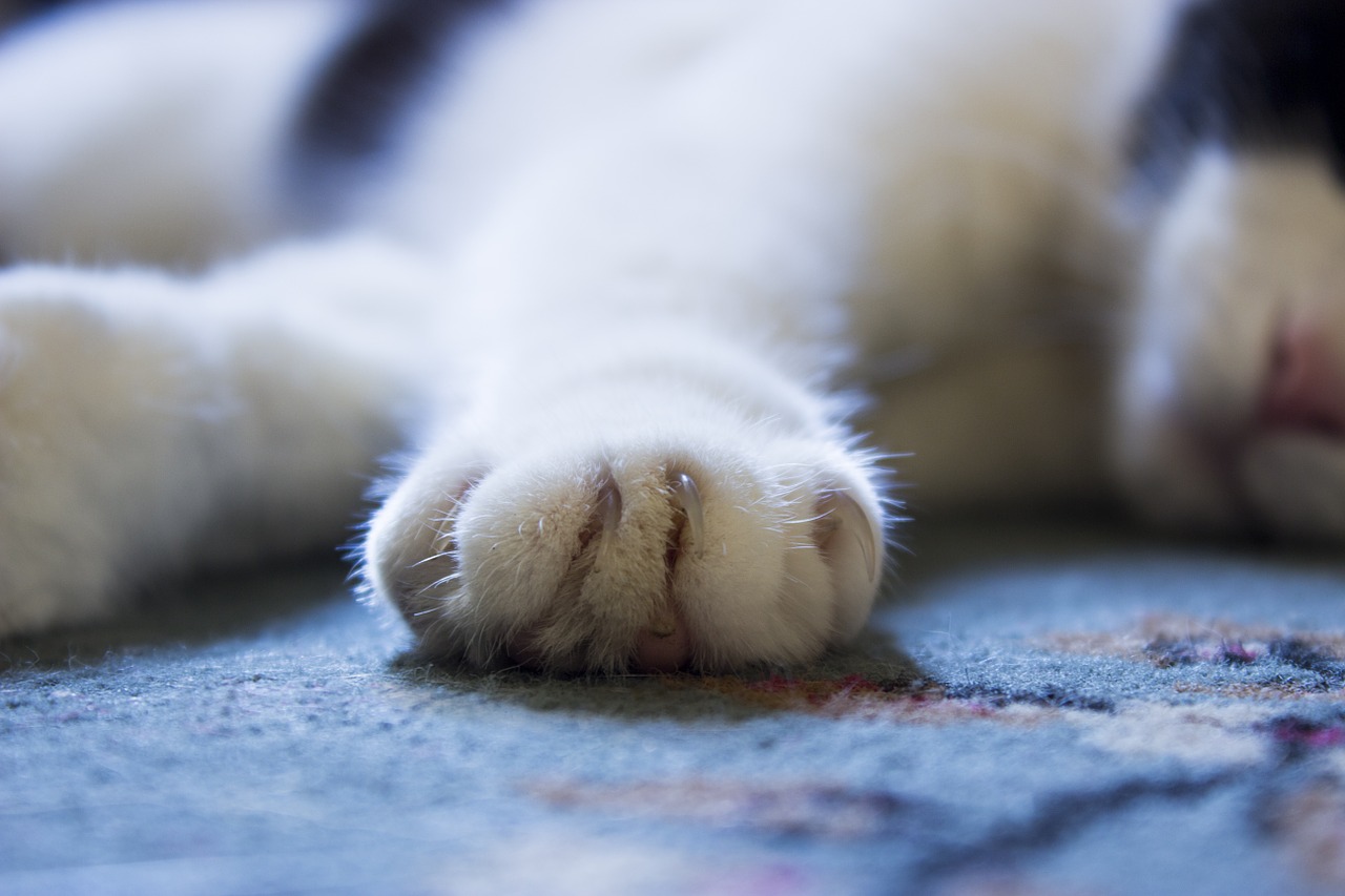 cat paw animal free photo