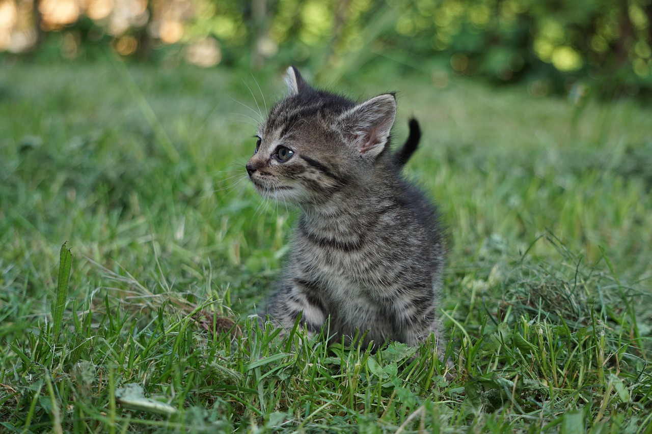 cat  young  kitten free photo