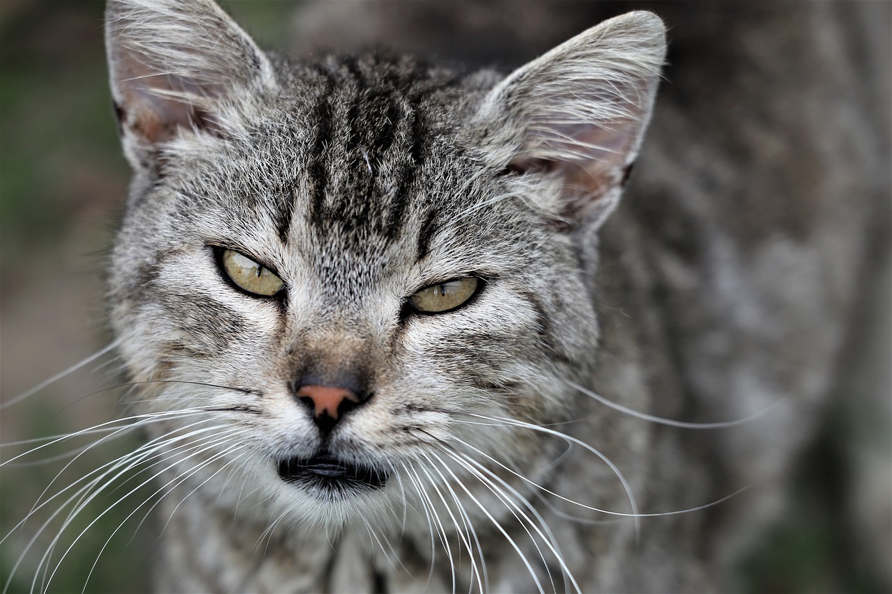 cat  gray  cute free photo