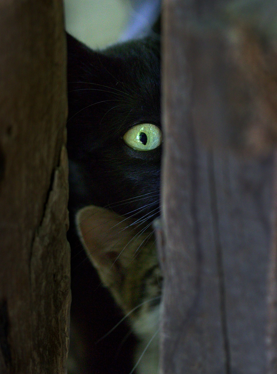 cat  black  hidden free photo
