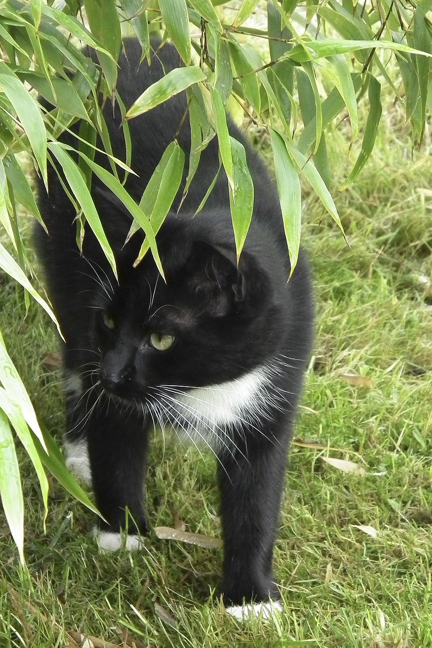 cat black and white domestic cat free photo