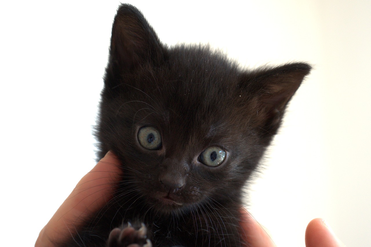 cat  kitten  black free photo