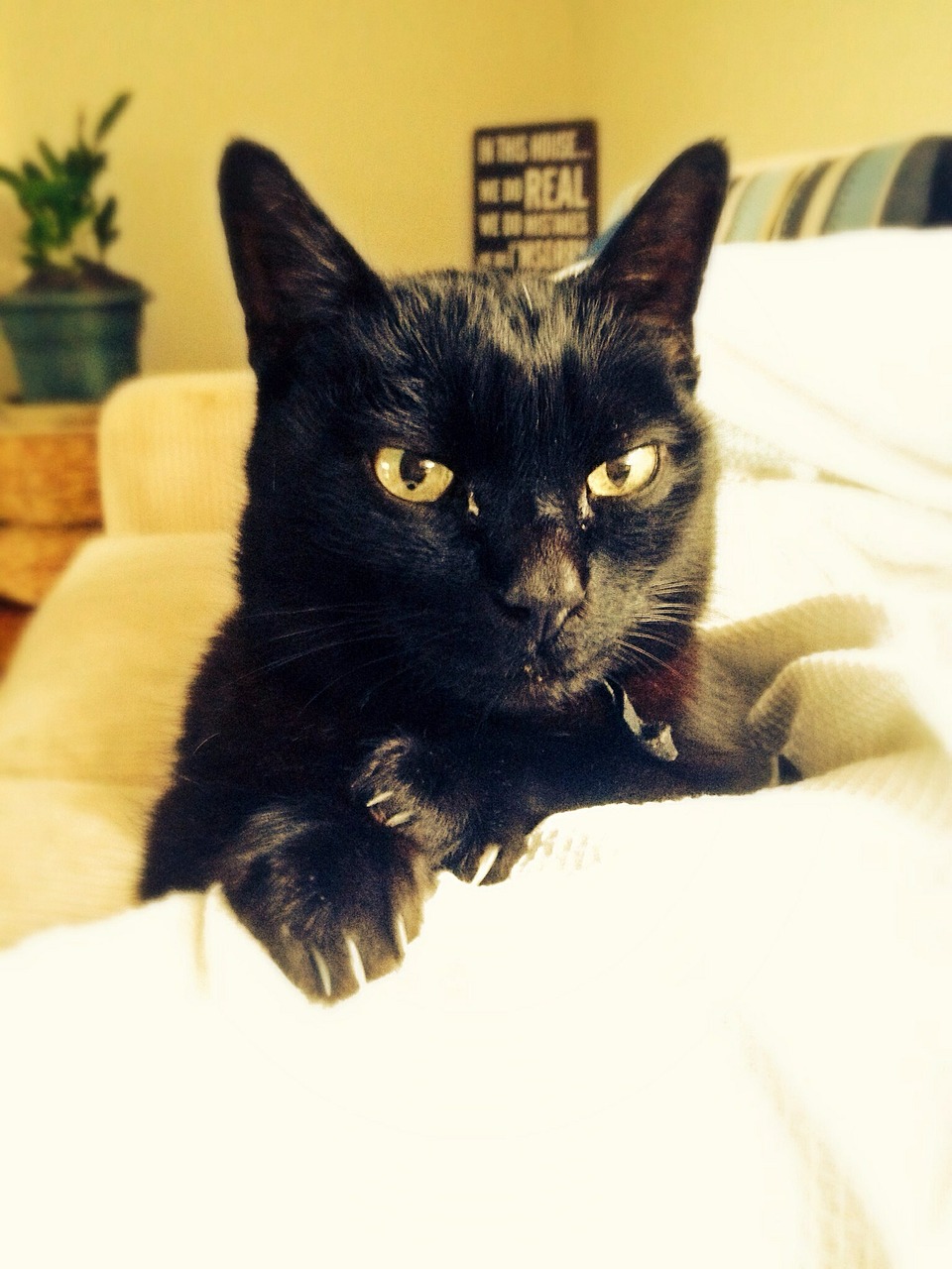 cat black feline free photo