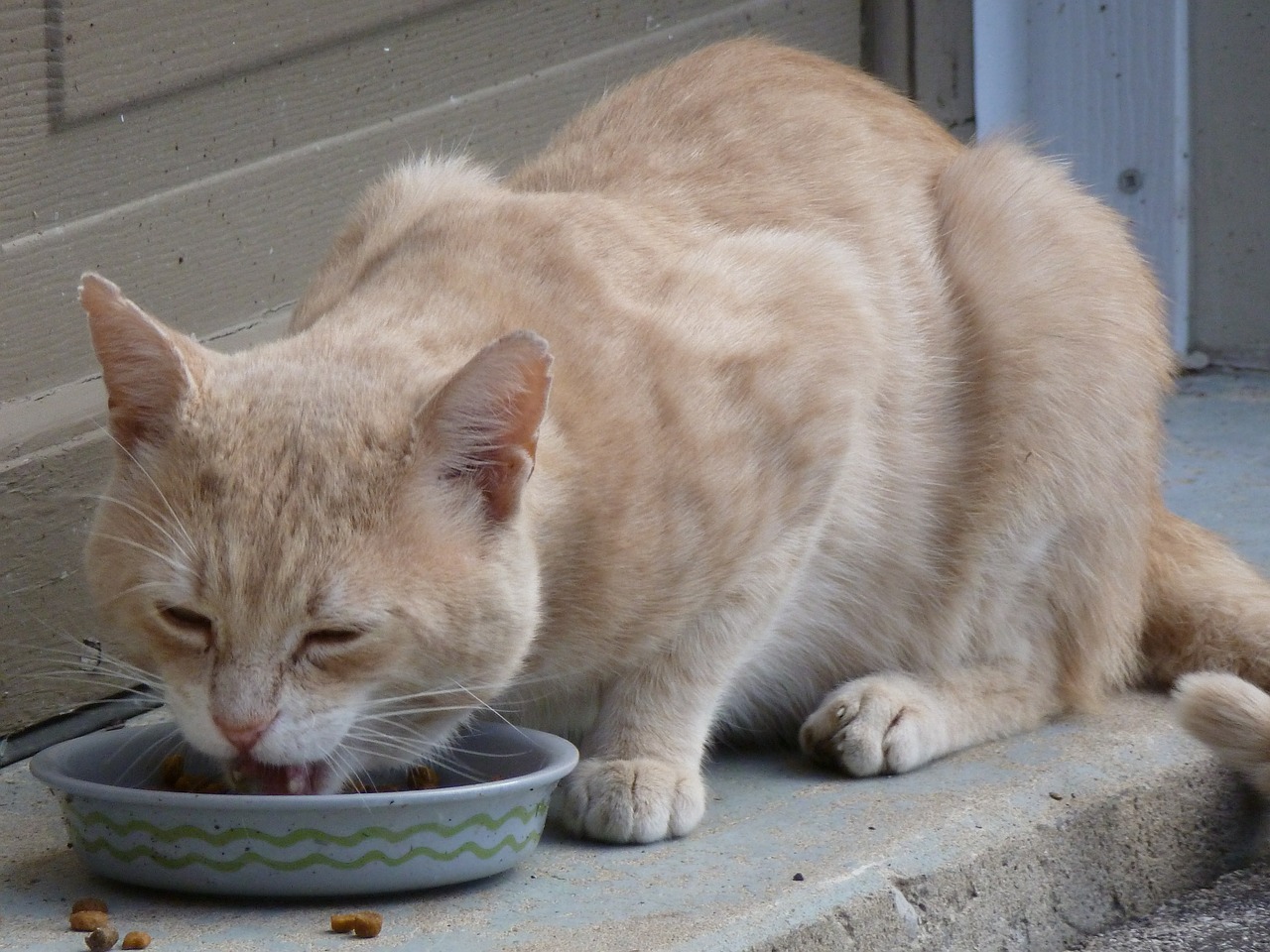 cat stray eating free photo