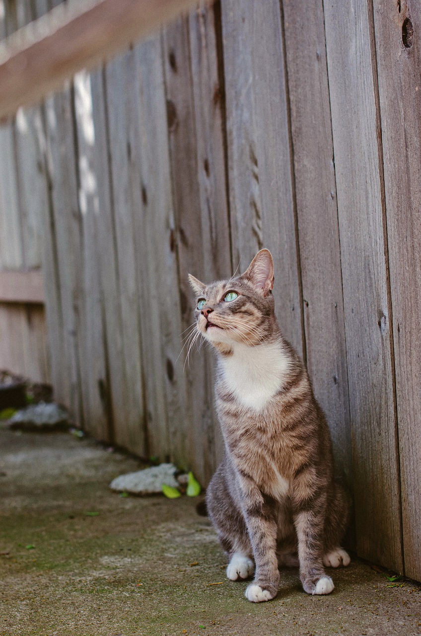 cat  fence  pet free photo