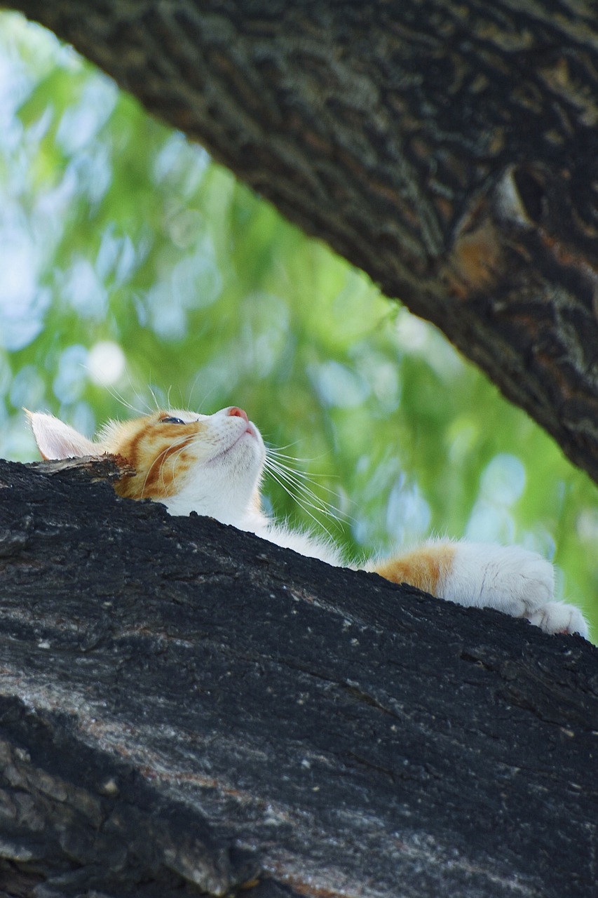 cat  kitten  tree free photo