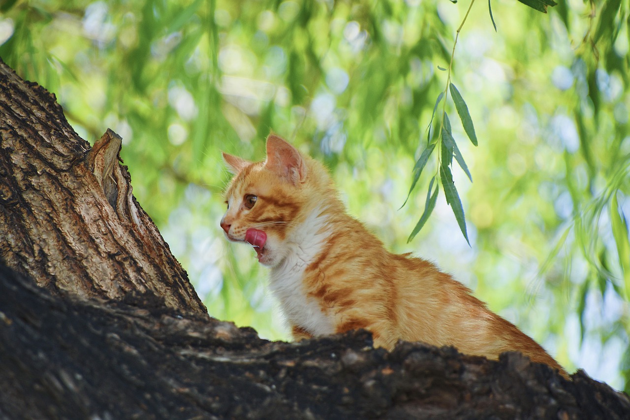 cat  kitten  tree free photo