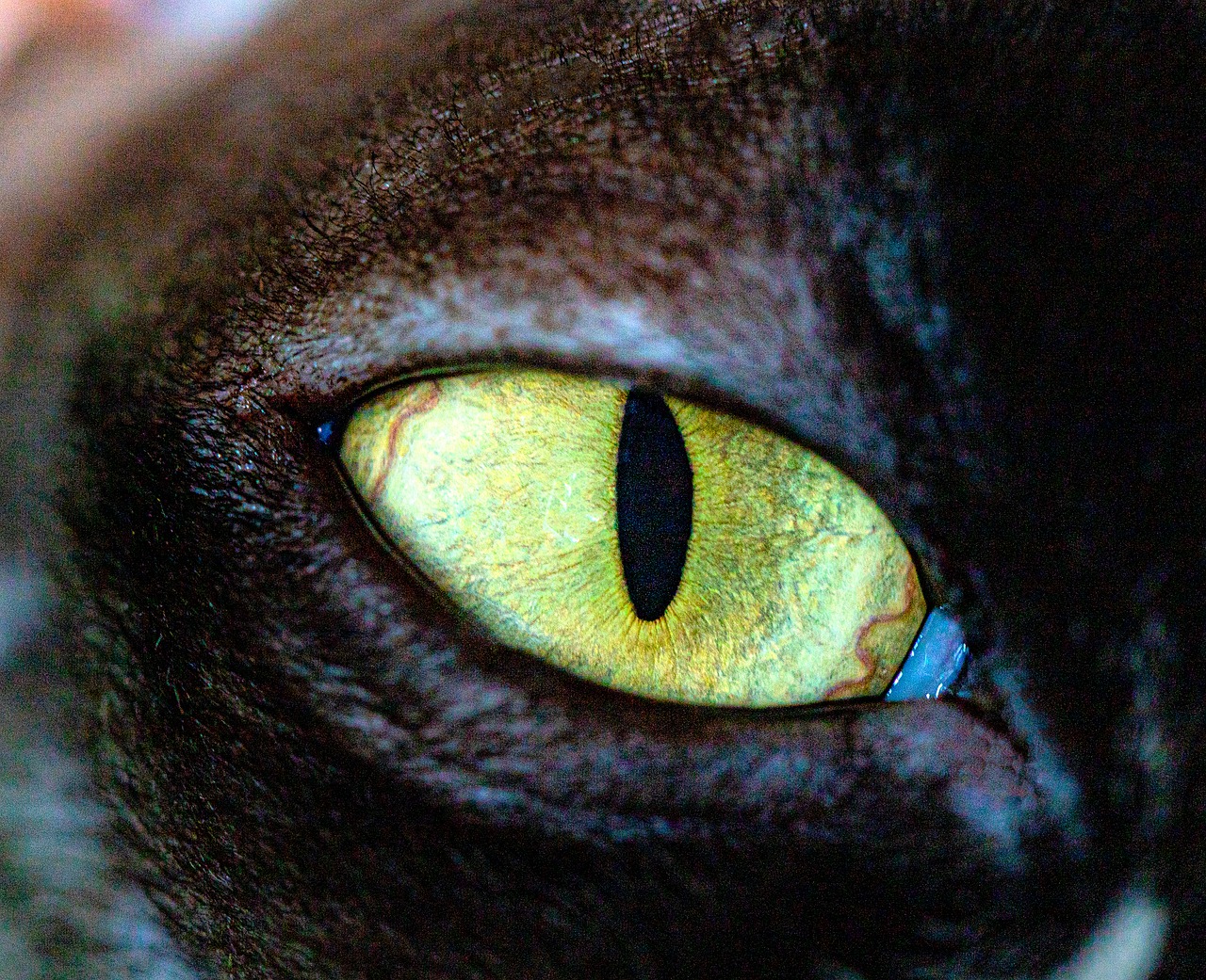 cat  eyes  animals free photo