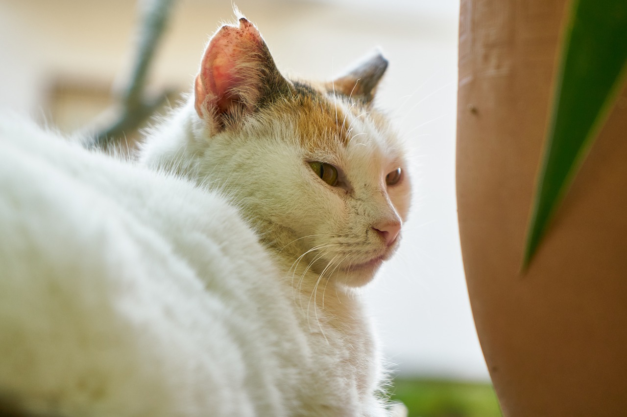 cat  portrait  white free photo