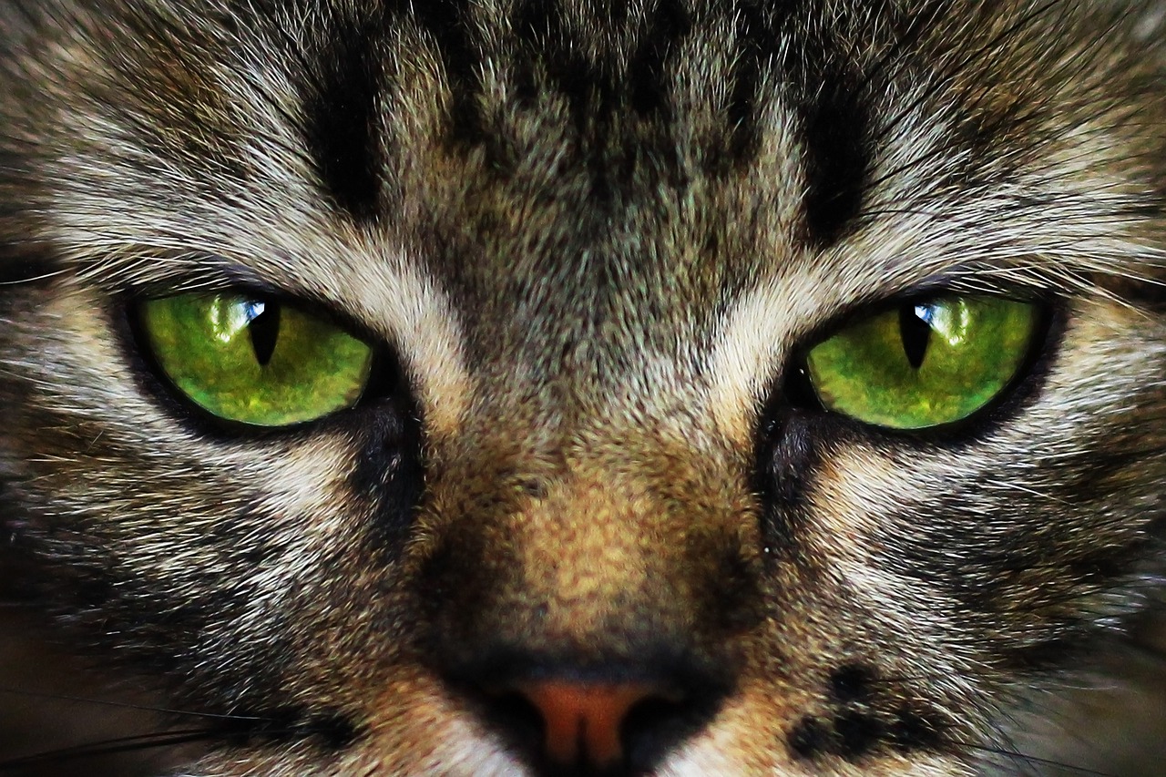Cat, cat eyes, look, pet, feline - free image from needpix.com