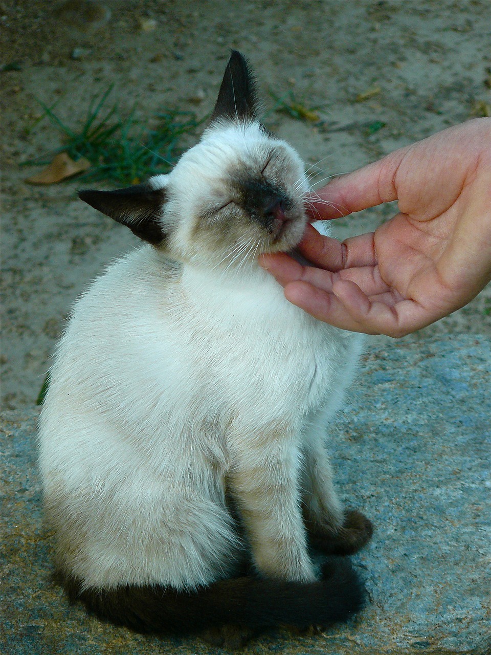 cat stroke affection free photo