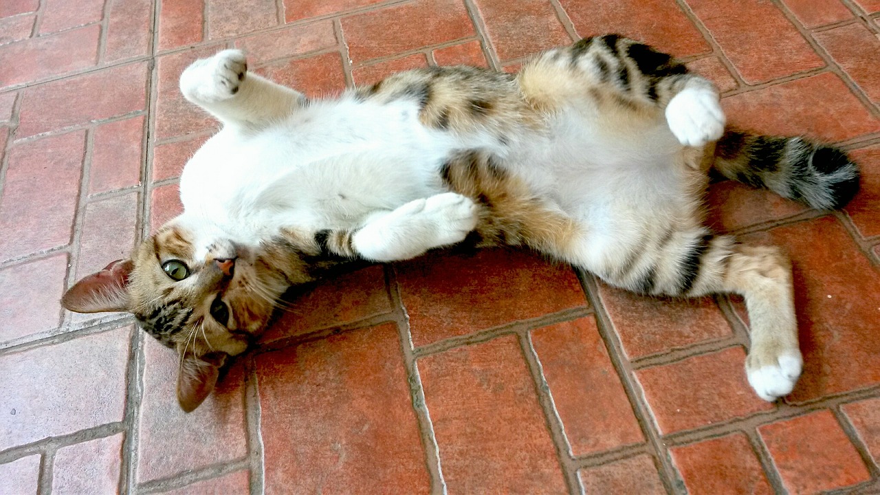 cat cute stretching free photo