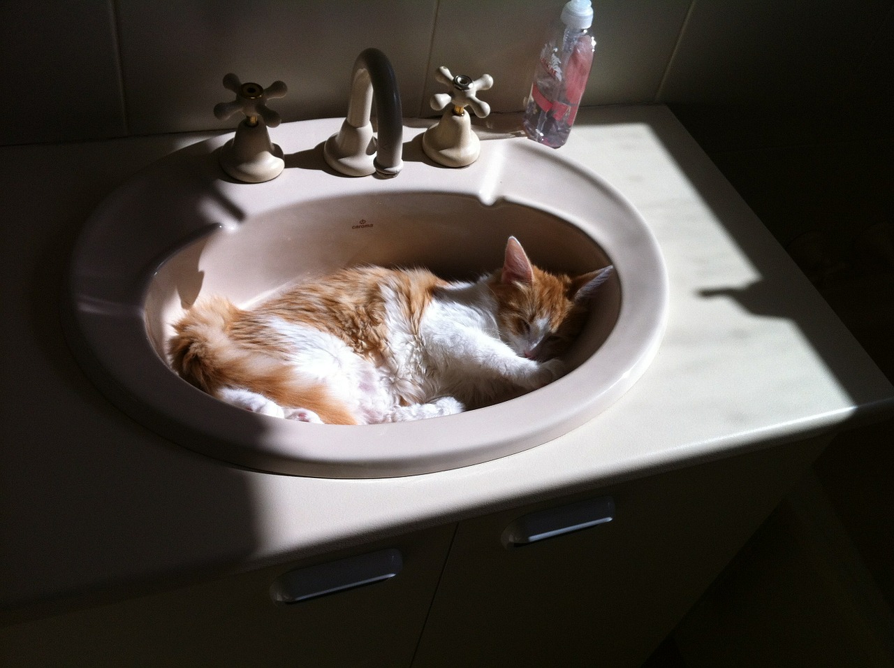 cat sleeping wash-bowl free photo