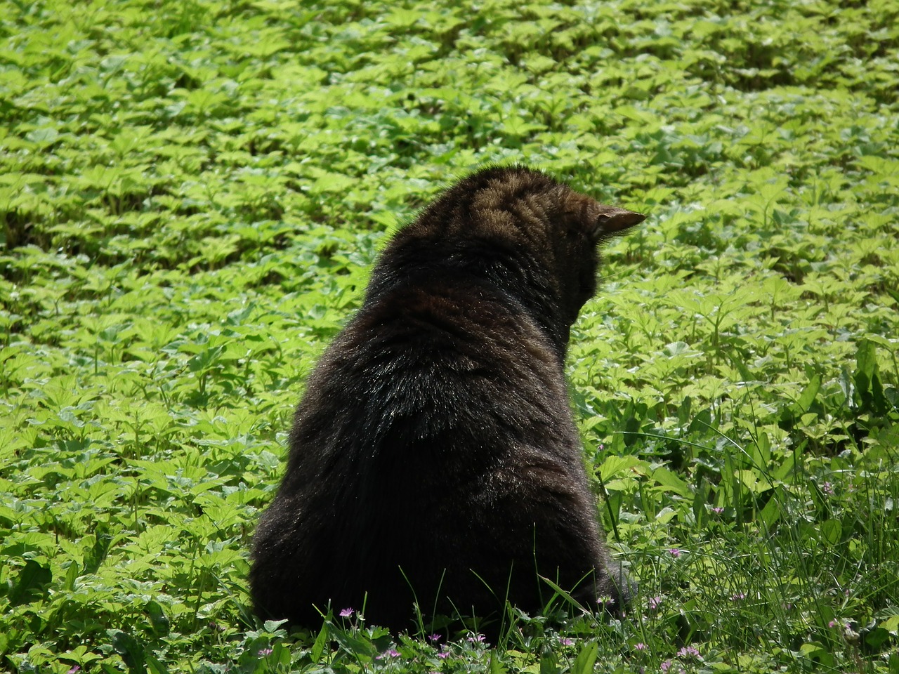 cat meadow animal free photo