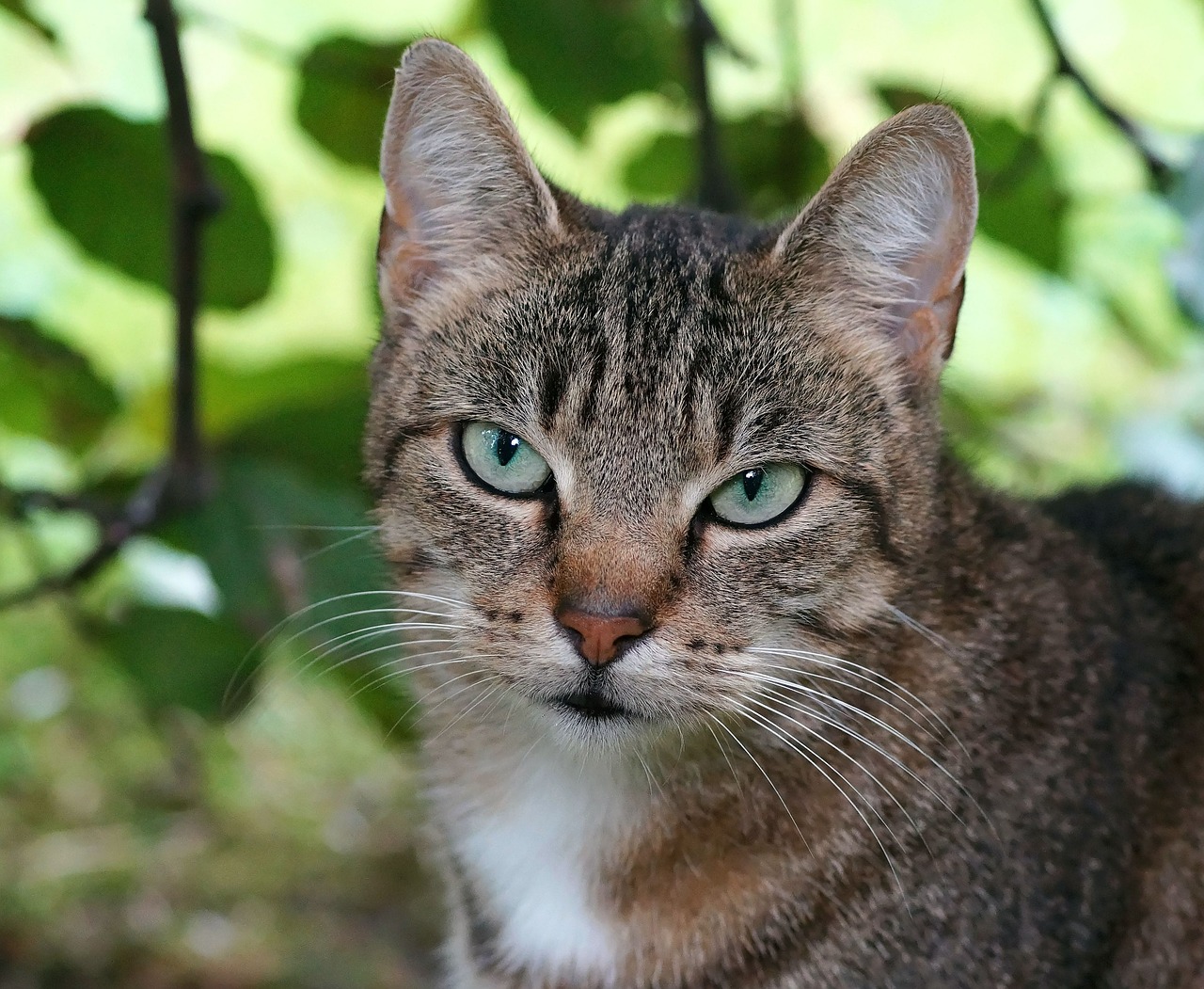 cat female head free photo