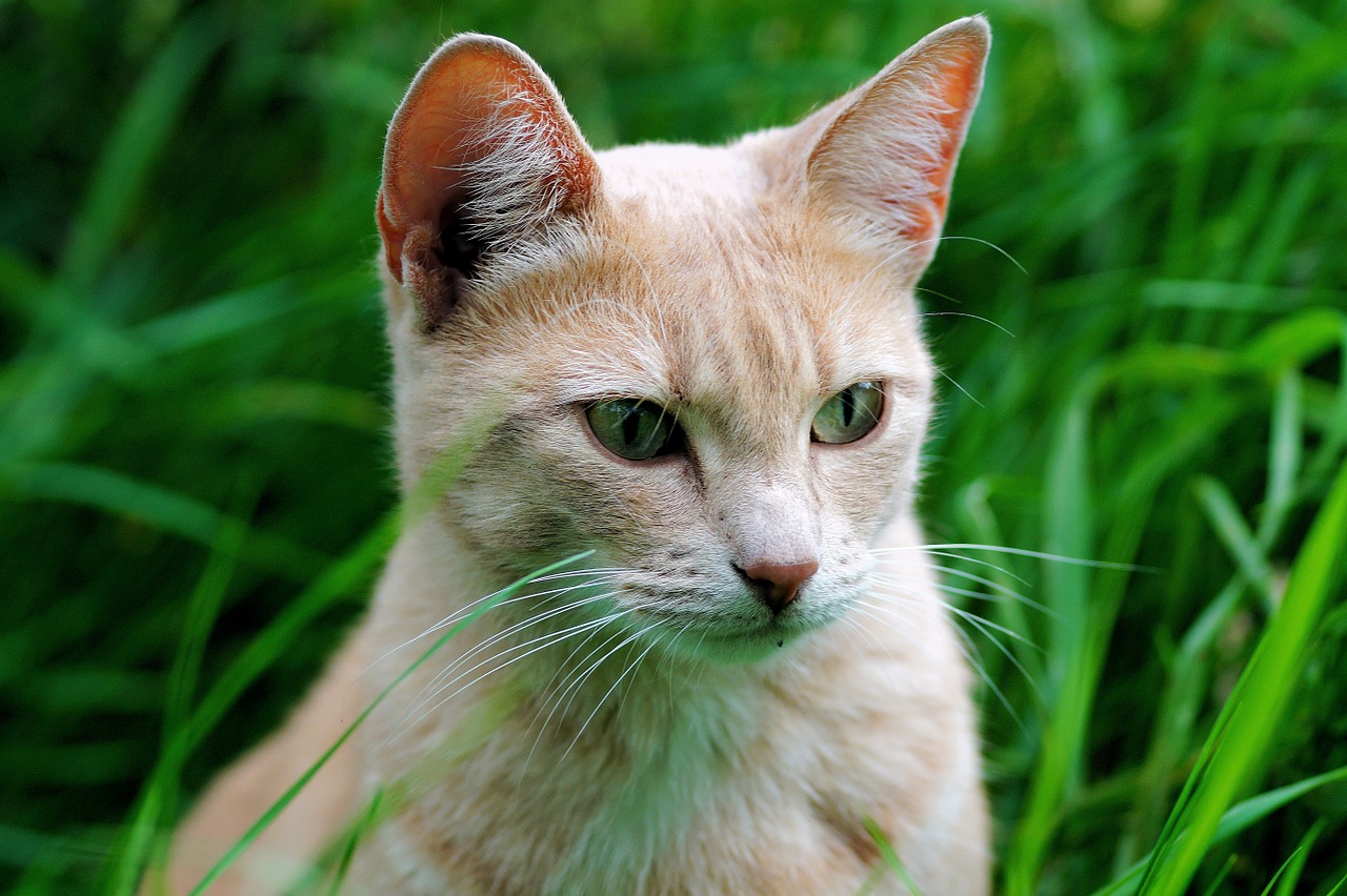 cat female portrait free photo