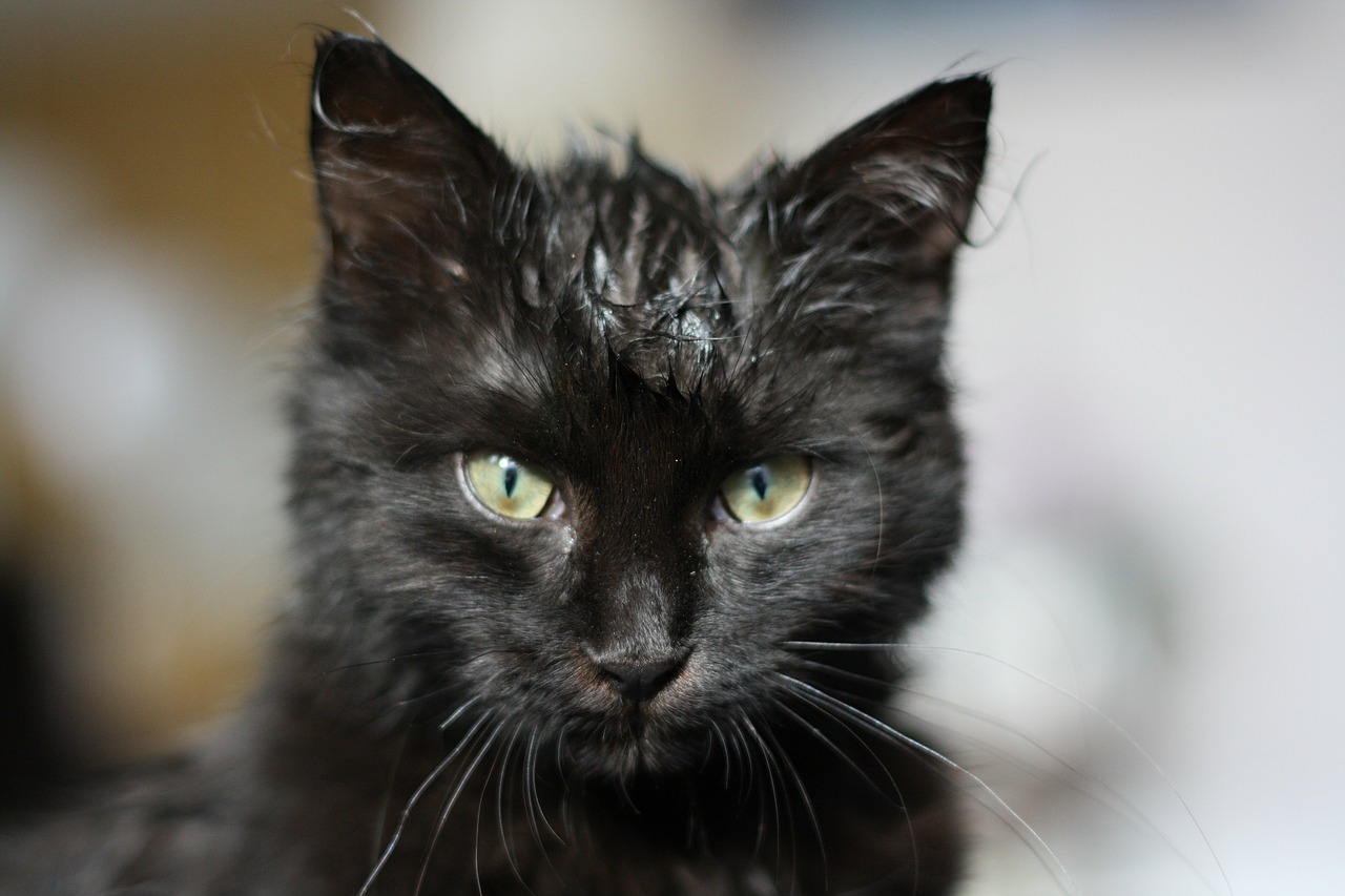 cat kitten black free photo