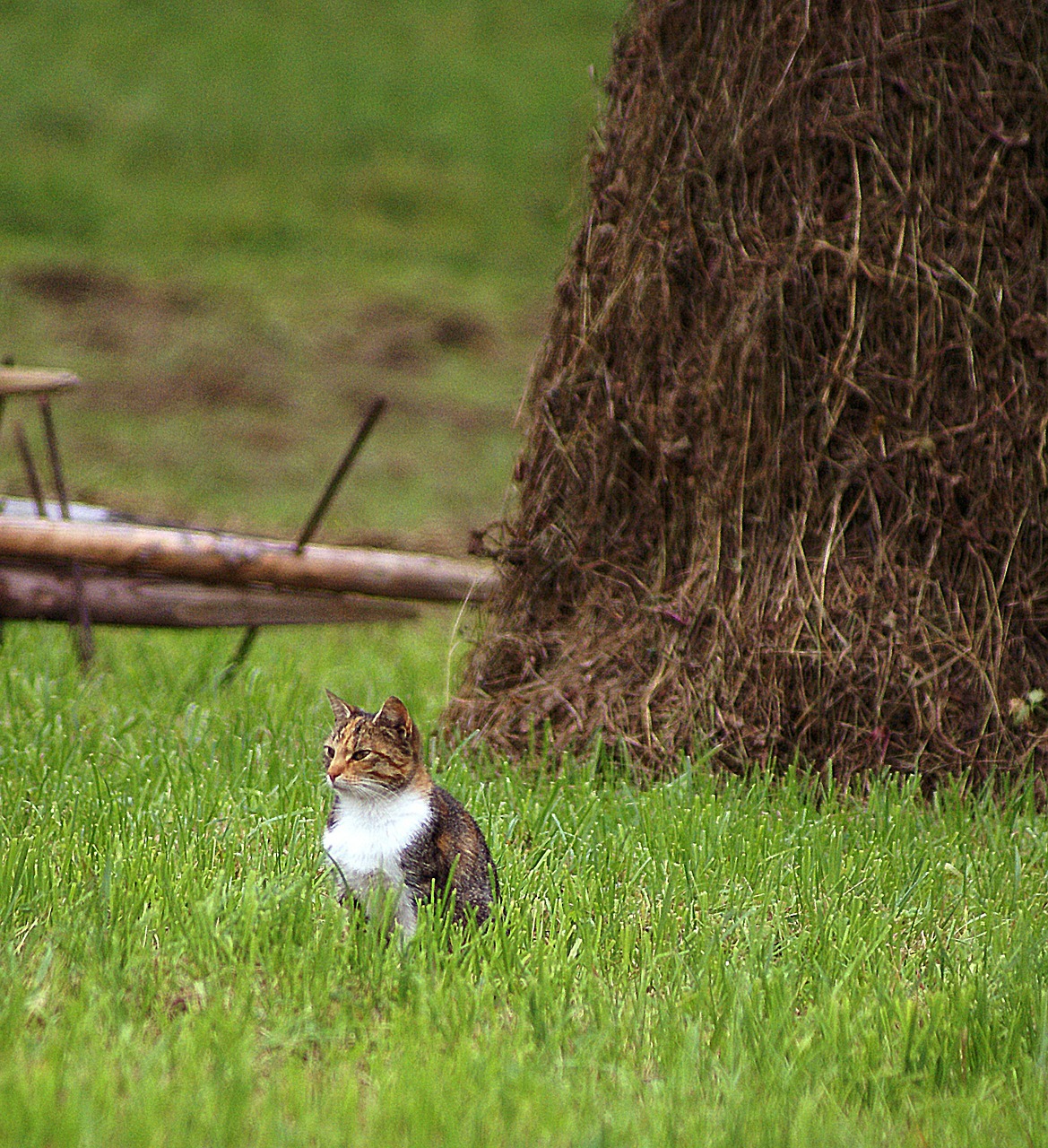 cat animal mammal free photo