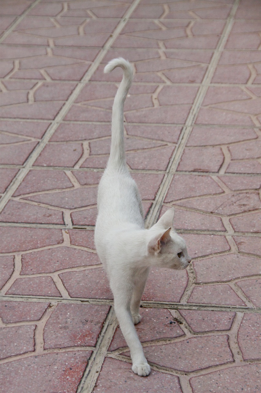 cat white animal free photo