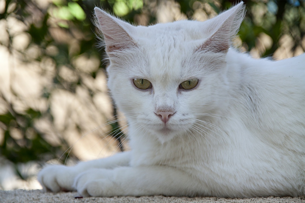 cat white fur free photo