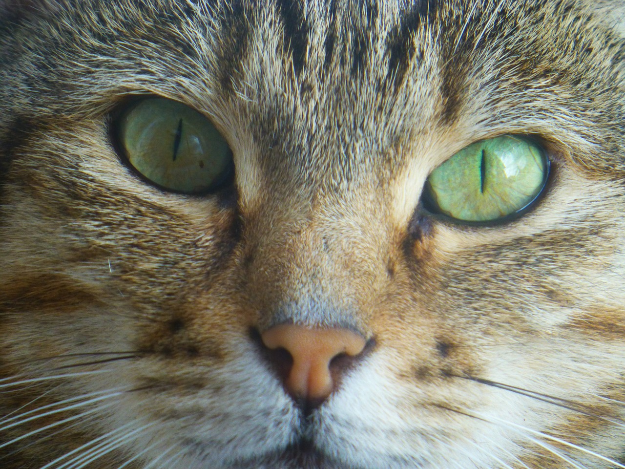 cat face green free photo