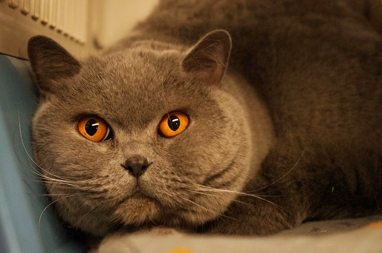 cat orange gray free photo