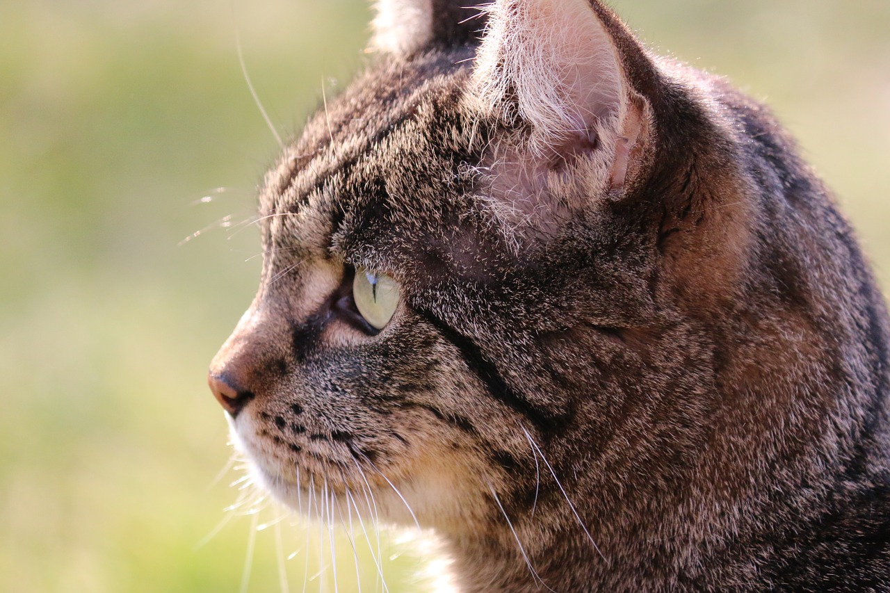 cat datailaufnahme mackerel free photo