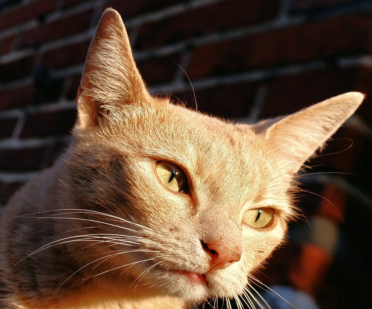 cat portrait female free photo