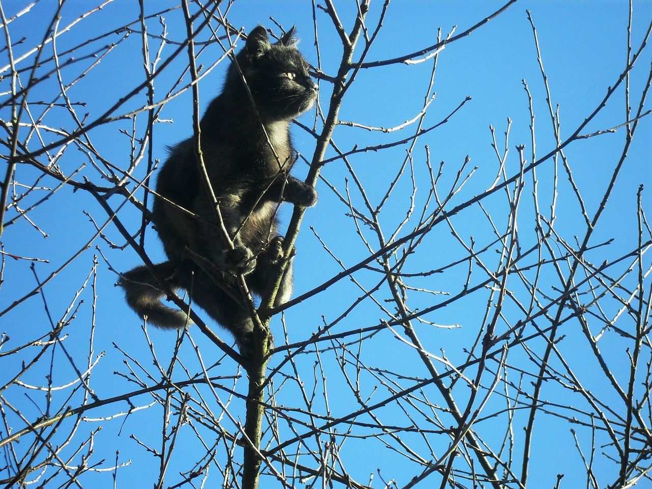 cat handsome man sky free photo