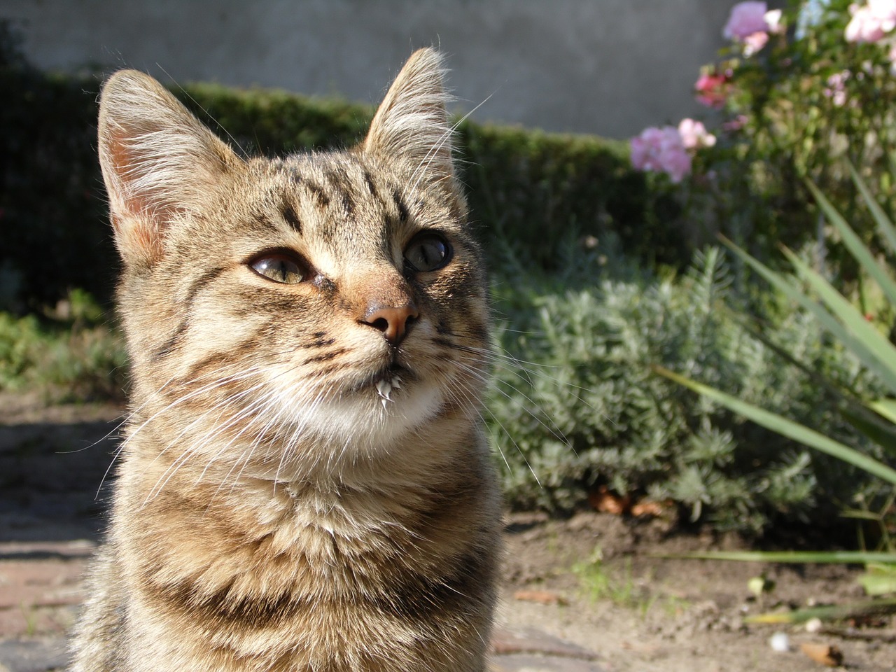 cat kitten small free photo