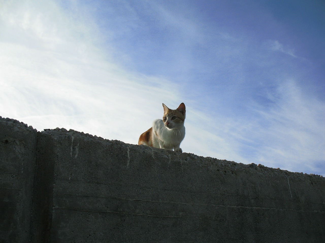 cat wall sky free photo