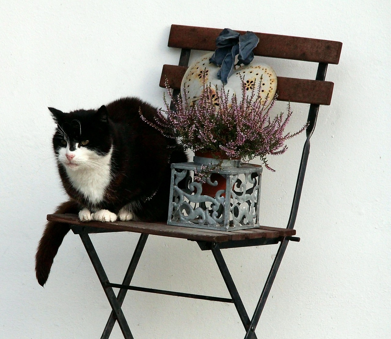 cat chair decoration free photo