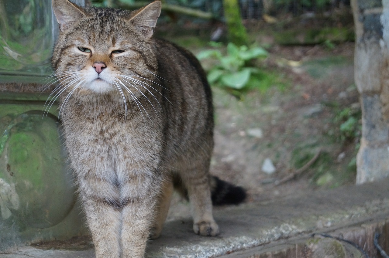 cat whiskers domestic cat free photo