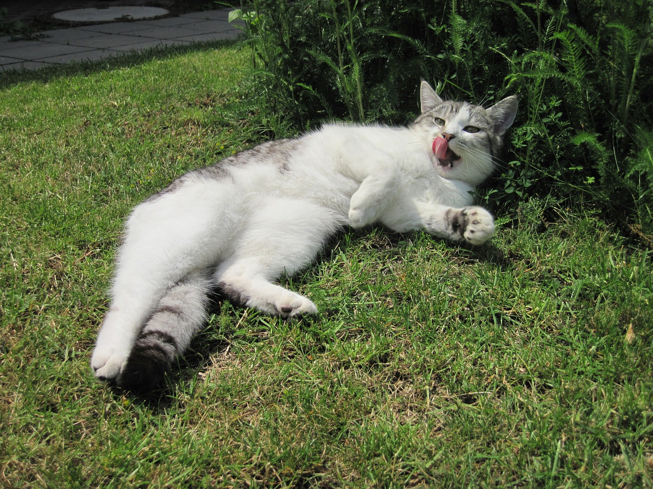cat tongue sun free photo